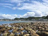 スタッフブログ：和賀江島の生き物たち
