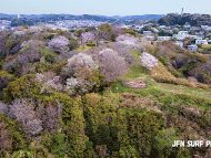 スタッフブログ：逗子・葉山、春のお花見レポート