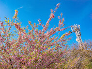 （仮）スタッフブログ：春ですね。桜の季節です！