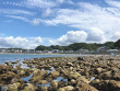 スタッフブログ：和賀江島の生き物たち
