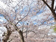 逗子・葉山の桜スポット/お花見特集2024