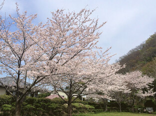 逗子・葉山の桜スポット/お花見特集2023