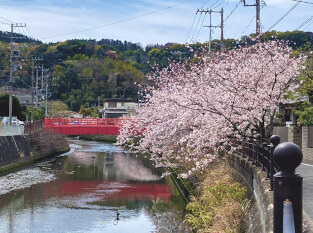 逗子・葉山で楽しめる桜スポット特集2022♪