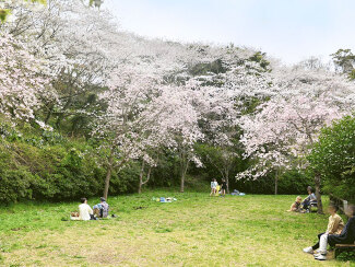 桜山中央公園