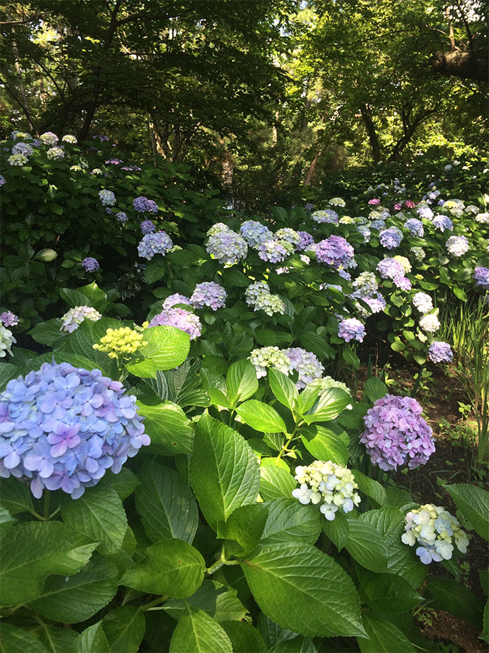 葉山しおさい公園　園内