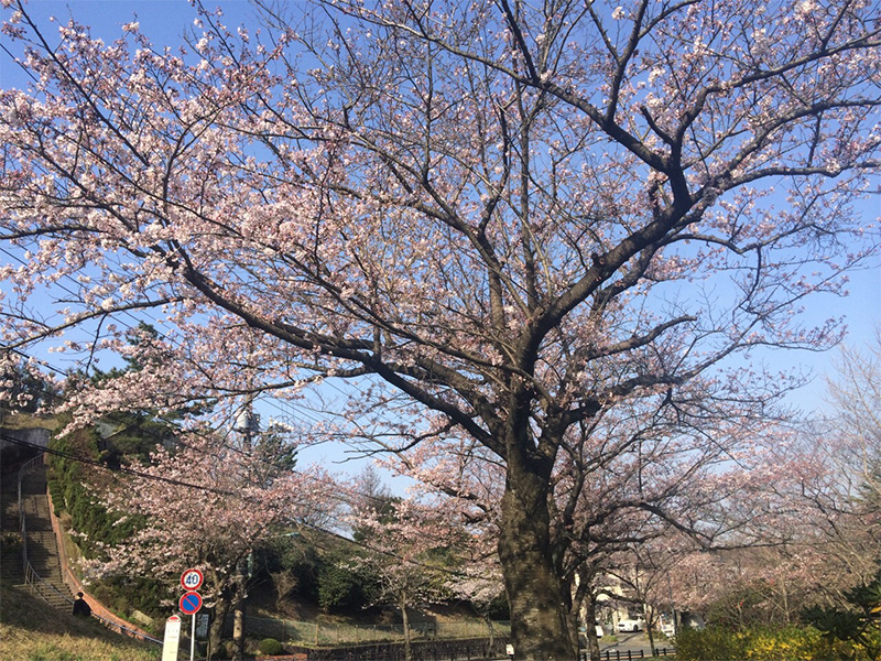 桜山公園バス停付近 七分咲き！
2016年3月31日
