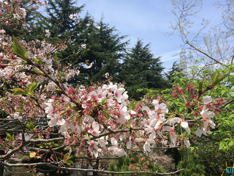 満開〜葉桜ひらひら舞ってます。
2016年4月9日
