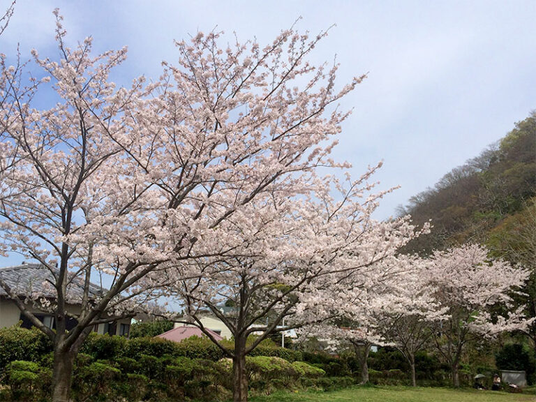 逗子・葉山で楽しめるお花見スポット特集2017♪