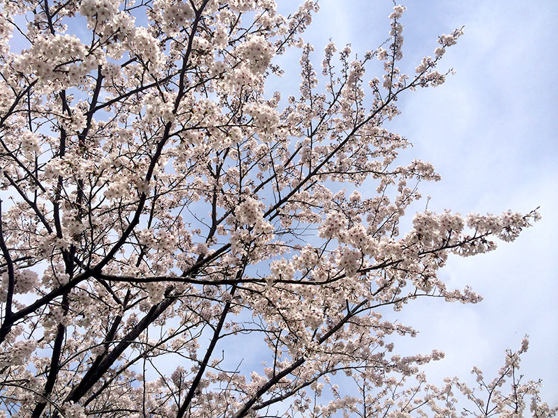 逗子・葉山で楽しめる桜スポット特集2020♪