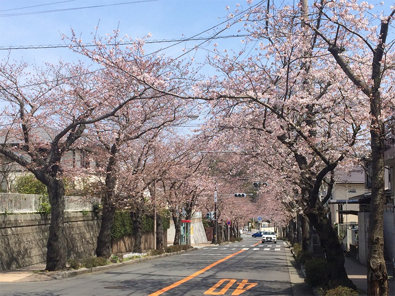 逗子・葉山で楽しめるお花見スポット特集2017♪