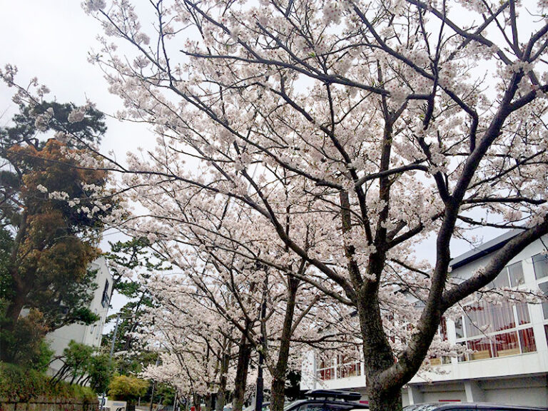 逗子・葉山で楽しめるお花見スポット特集2017♪