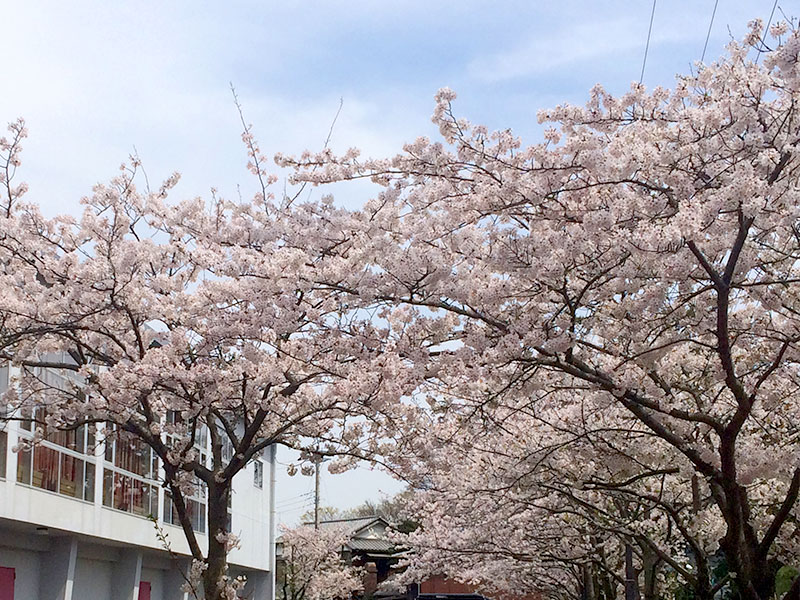 逗子・葉山で楽しめる桜スポット特集2020♪