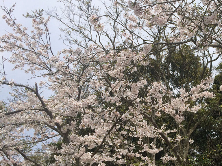 逗子・葉山で楽しめるお花見スポット特集2017♪