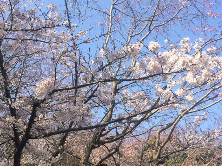 逗子・葉山で楽しめるお花見スポット特集2017♪