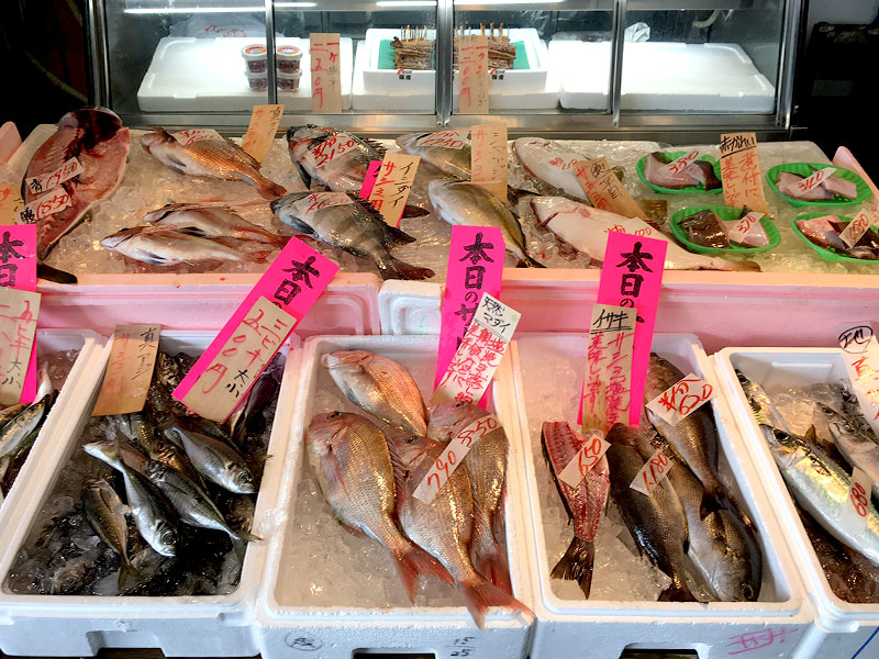 春の潮〜ワカメ・アカモク〜小坪漁港