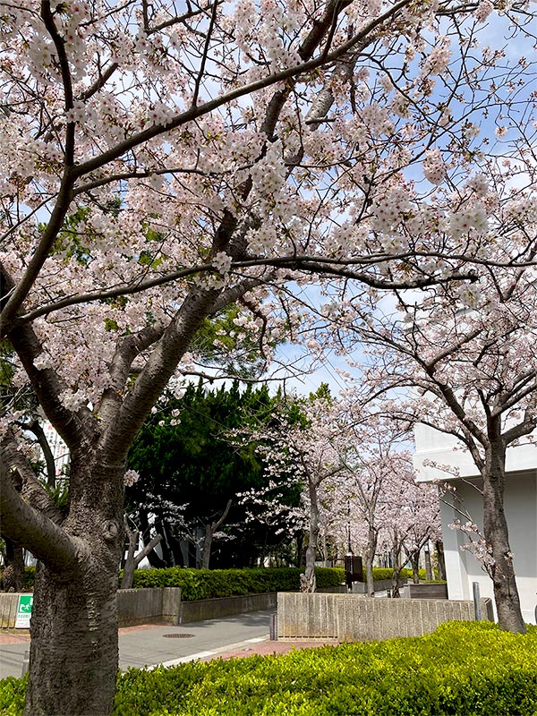 2022年 逗子・葉山、春のお花見レポート