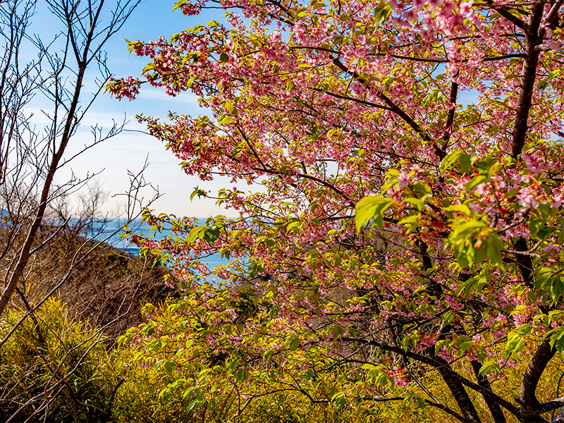 春ですね。桜の季節です！