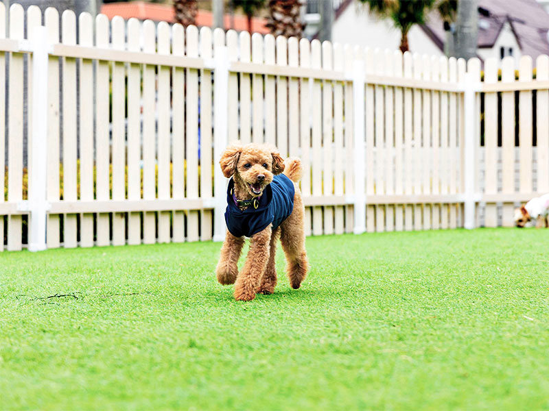 【リビエラ逗子マリーナ】ドッグスペース「DOGGY GARDEN（ドギーガーデン）」