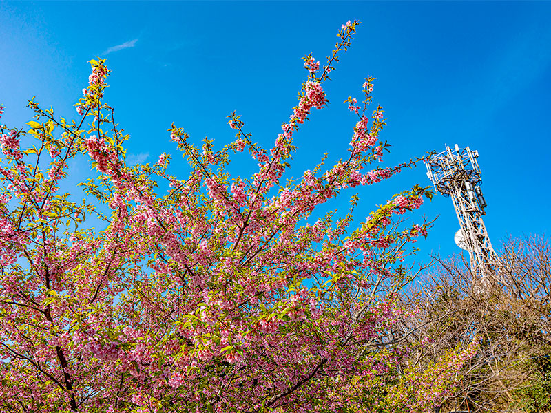 春ですね。桜の季節です！
