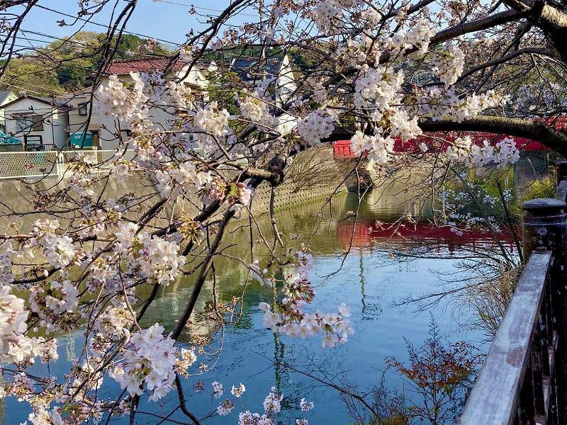 逗子・葉山で楽しめる桜スポット特集2022♪