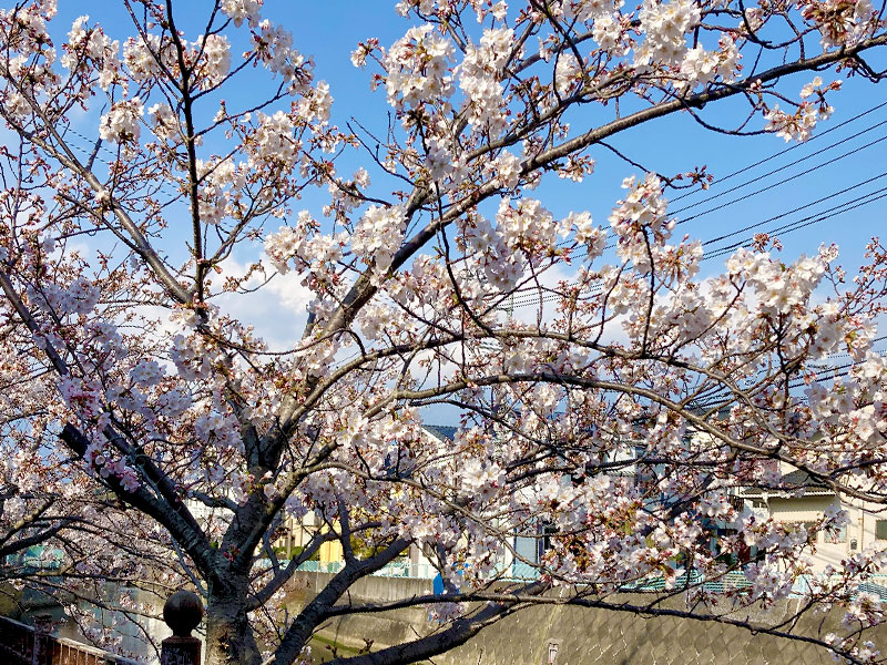 逗子・葉山の桜スポット/お花見特集2024