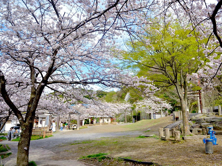 逗子・葉山の桜スポット/お花見特集2024