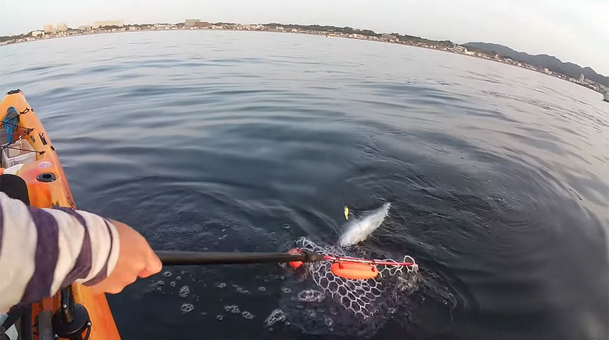 三浦海岸 激熱 朝一限定「水深わずか14mの青物ゲーム」