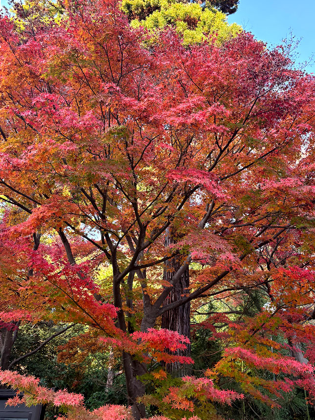 北鎌倉紅葉記・円覚寺～東慶寺