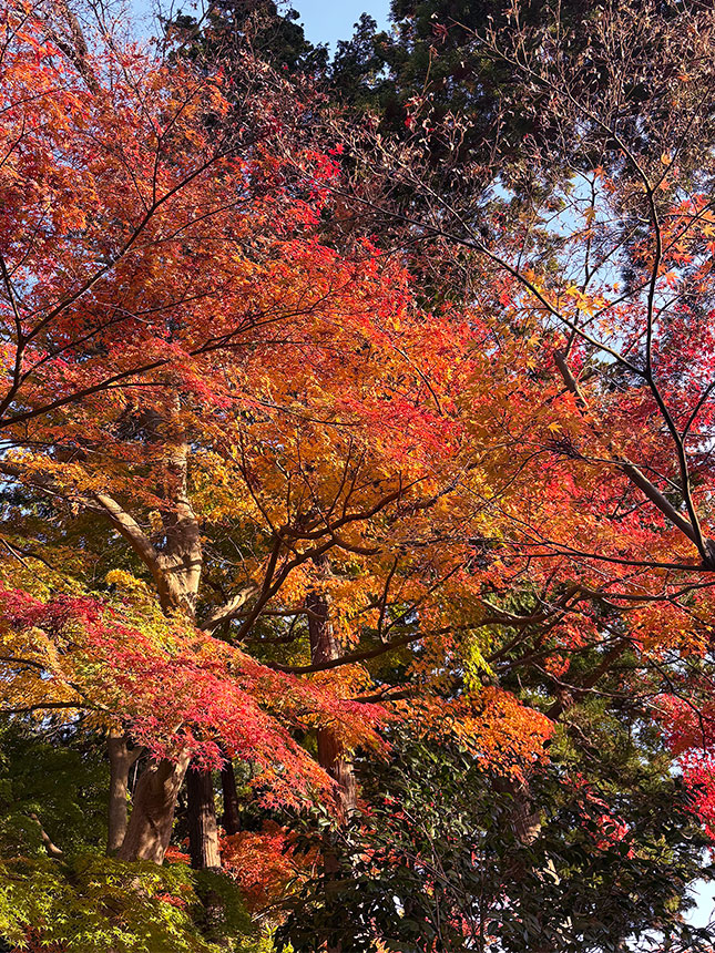 北鎌倉紅葉記・円覚寺～東慶寺