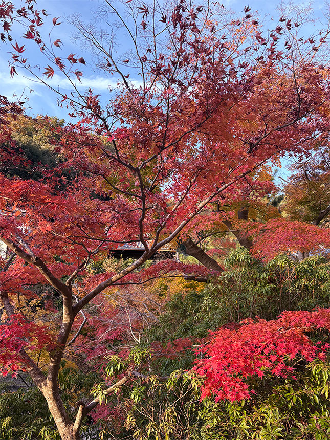 北鎌倉紅葉記・円覚寺～東慶寺