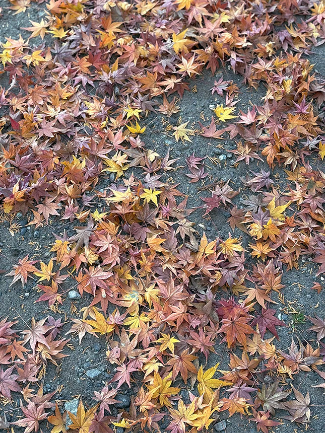 北鎌倉紅葉記・円覚寺～東慶寺