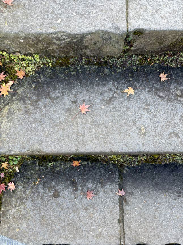 東慶寺境内は撮影禁止のため、入り口前の石段のもみじ。

