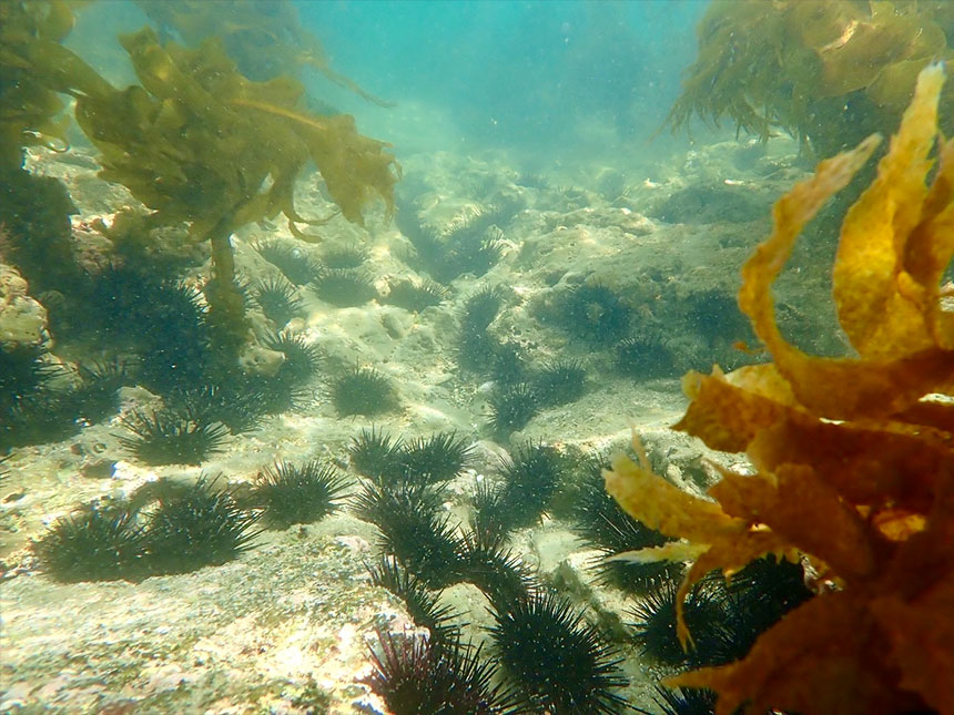 2026年度 735style<br>「磯焼け対策」イベント