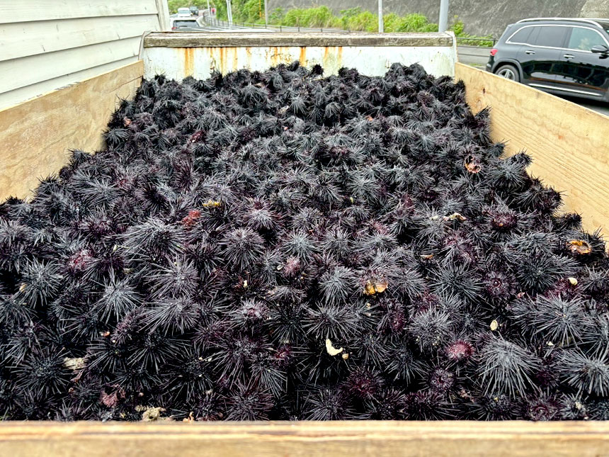 採捕したウニは農業利用するために堆肥化。有機物をたっぷり含んだ肥料となります。
